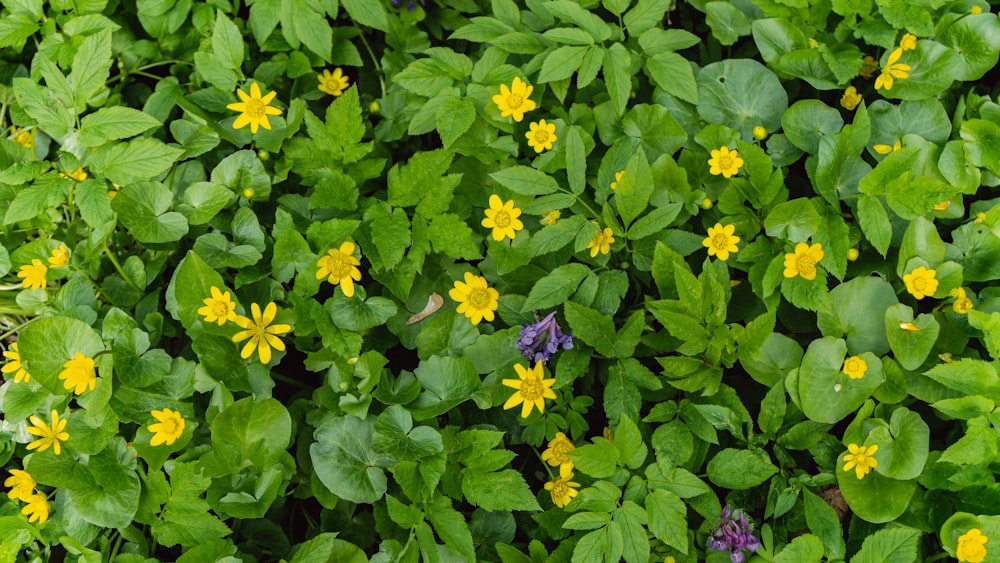 a group of yellow and purple flowers surrounded by green leaves