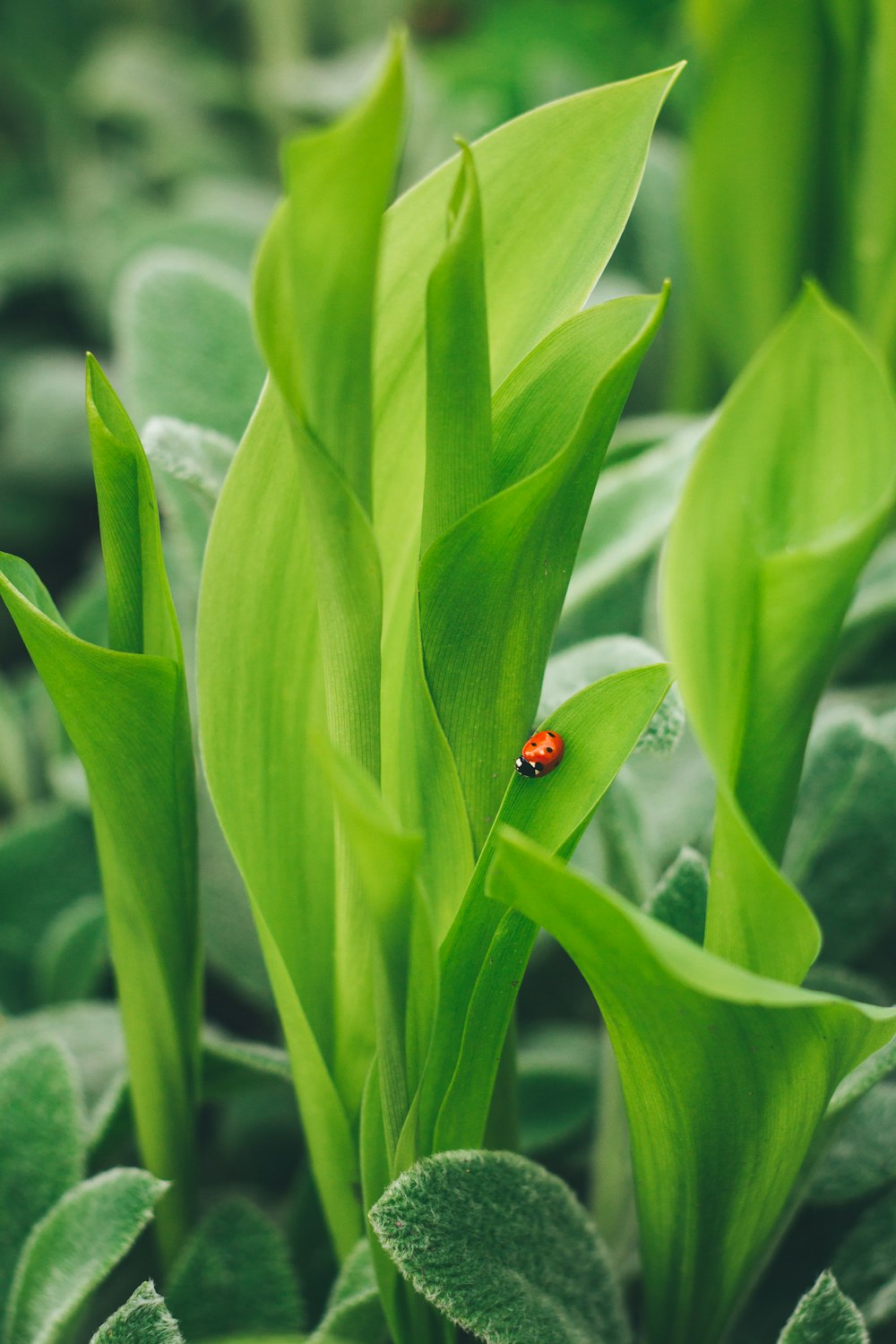 a lady bug sitting on top of a green plant