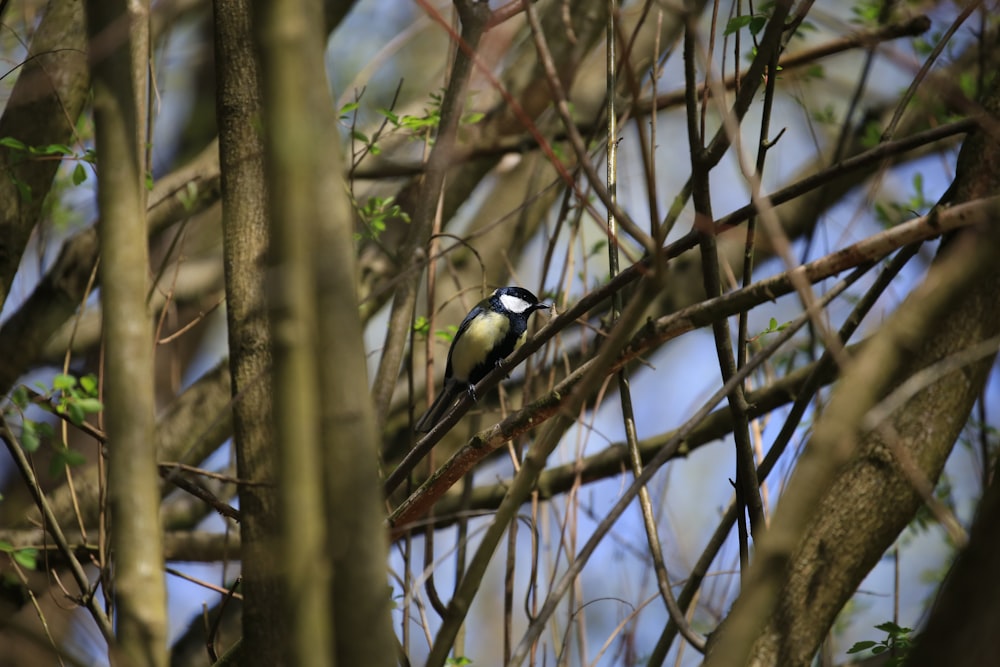 a small bird perched on a branch of a tree