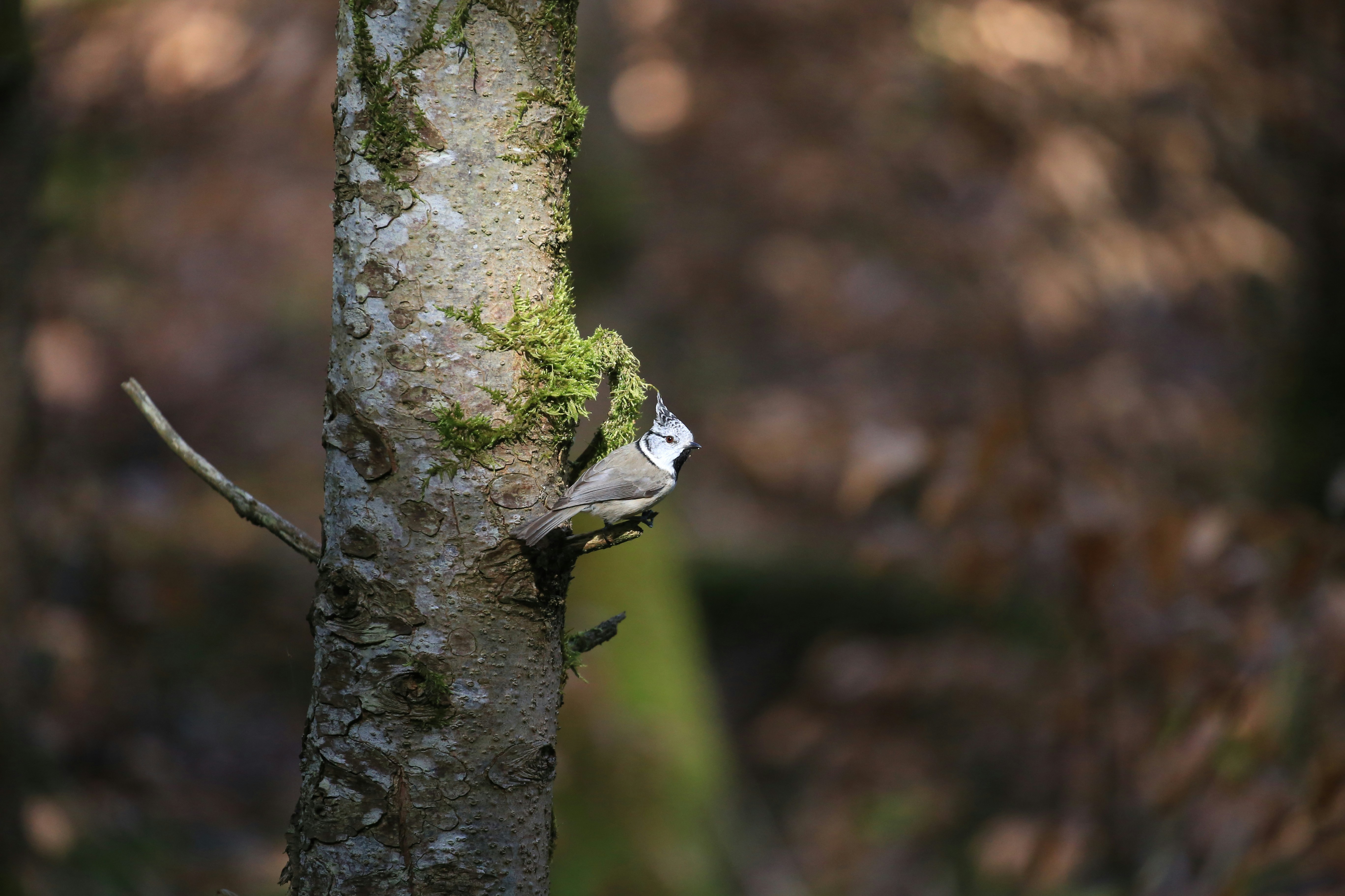 a small bird perched on the side of a tree