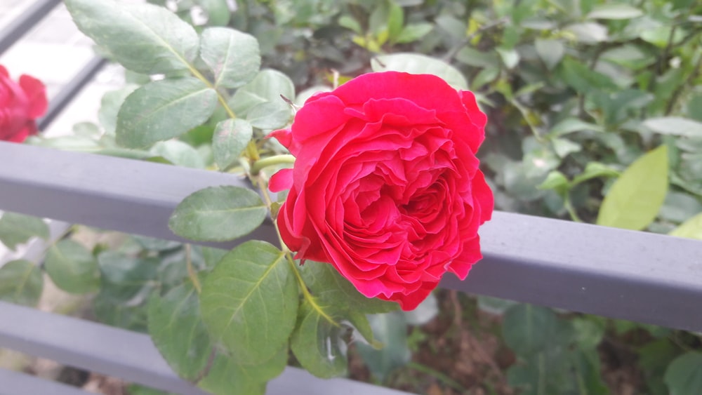 a red rose sitting on top of a metal rail