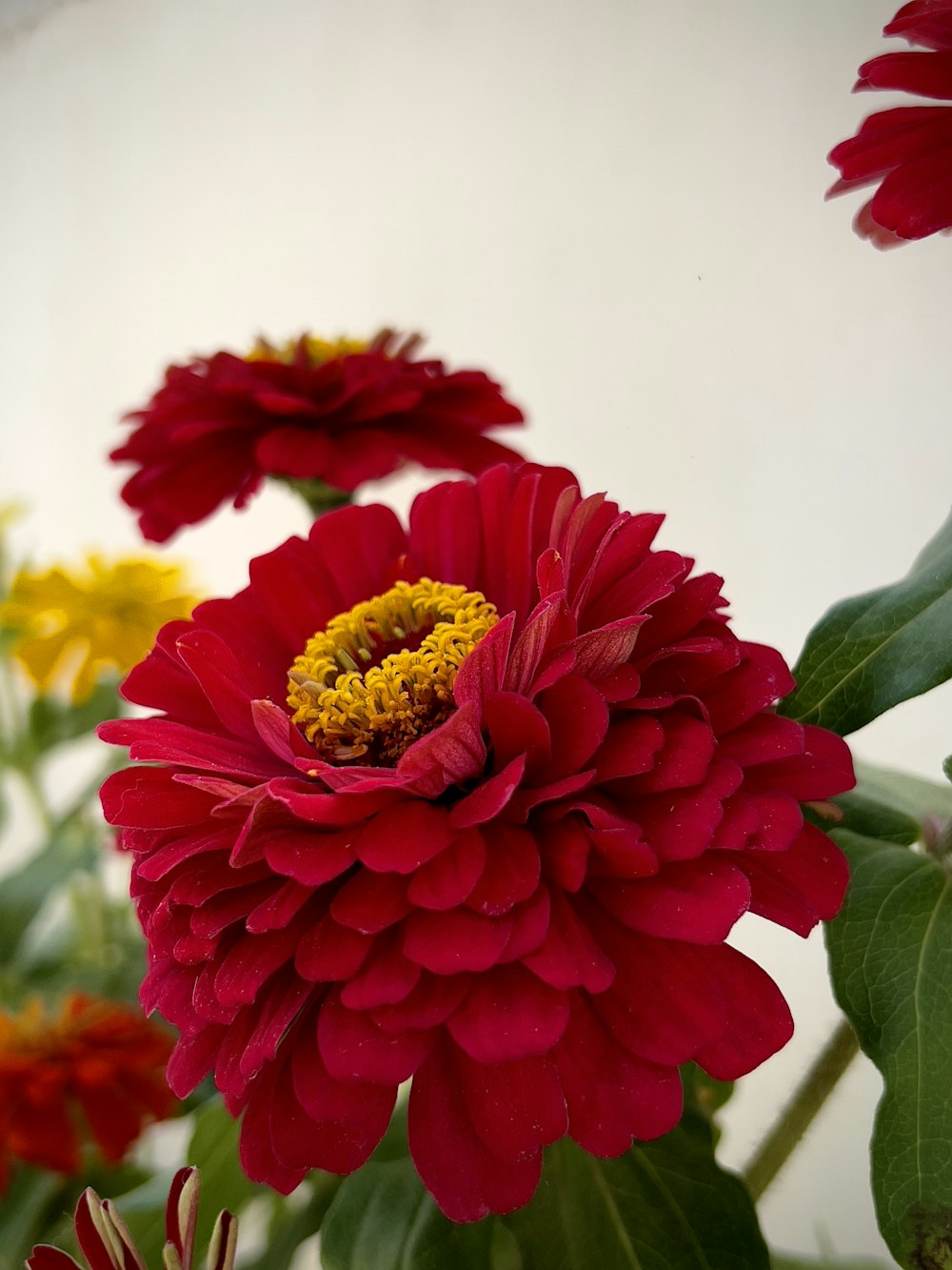 a close up of a red flower with green leaves