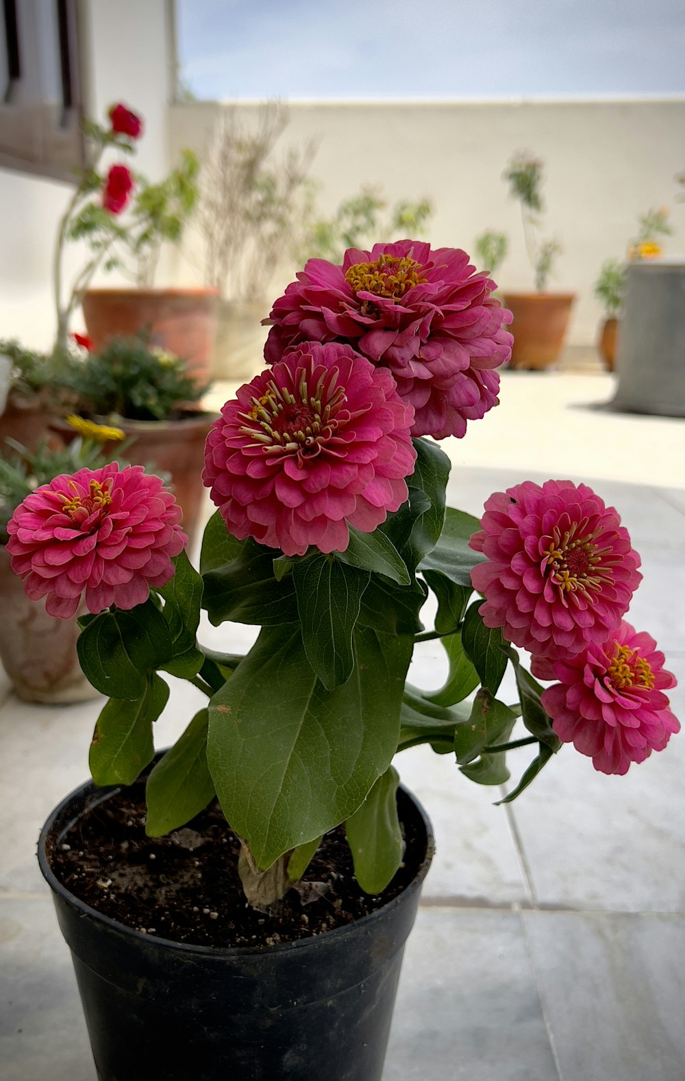 eine Topfpflanze mit rosa Blüten auf einer Terrasse