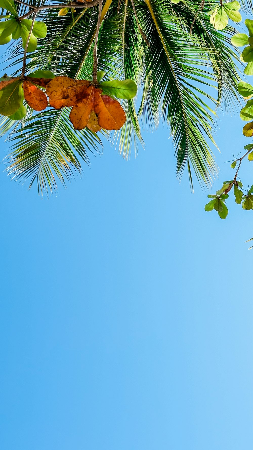 a palm tree with a blue sky in the background