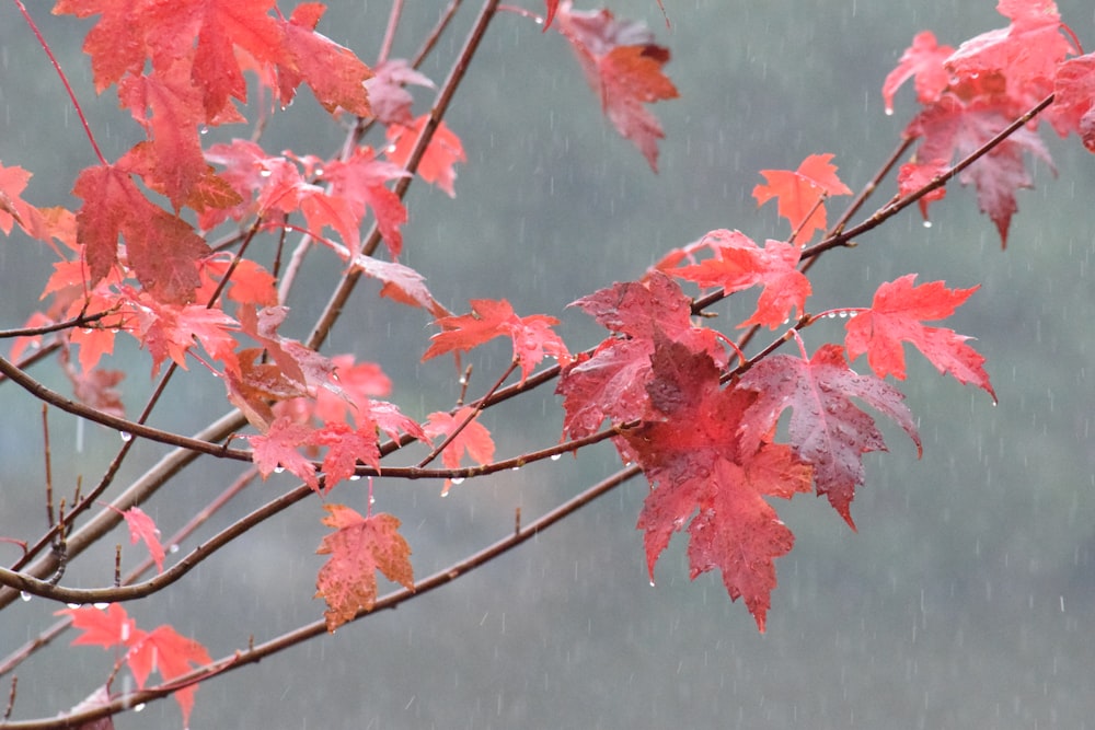 a tree with red leaves in the rain