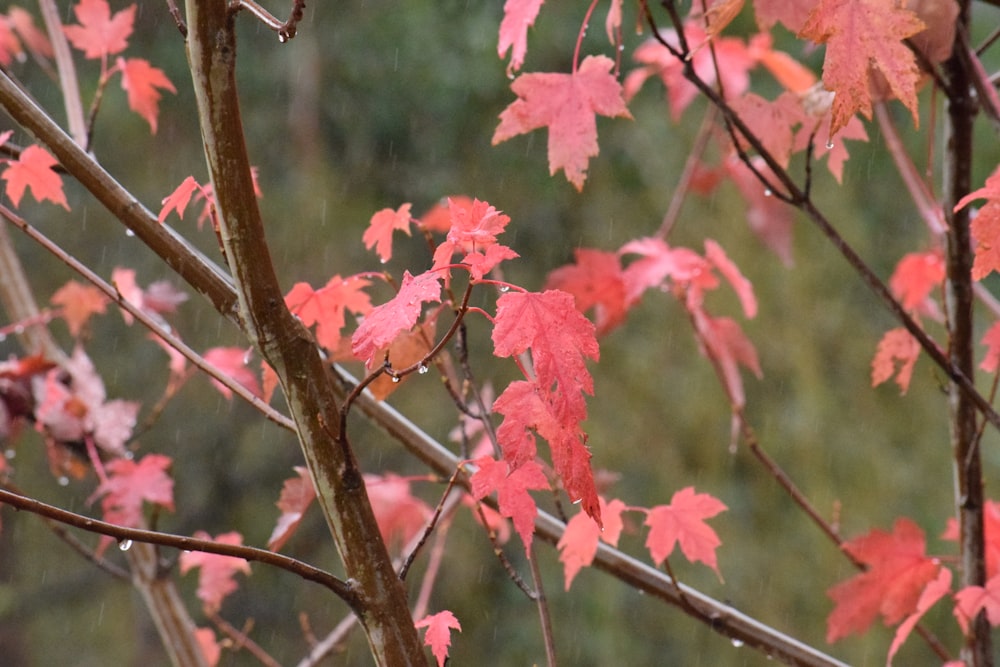 un arbre aux feuilles rouges sous la pluie