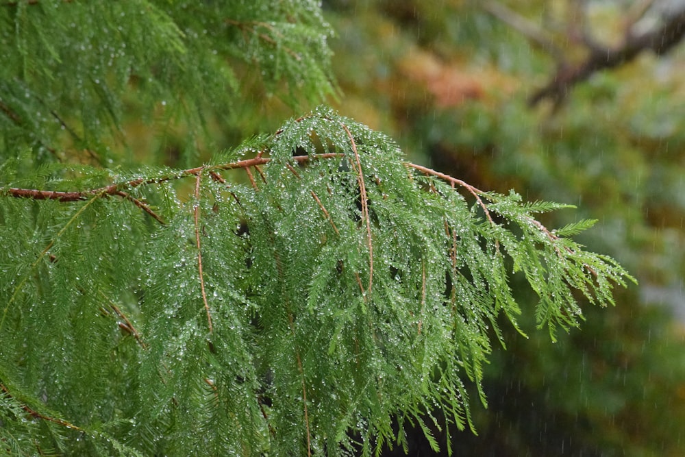 a close up of a tree branch with water droplets on it