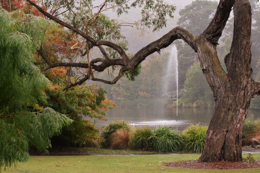 a tree with a waterfall in the background