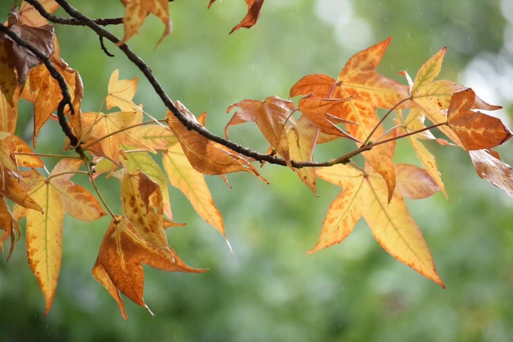 a branch with yellow and red leaves on it