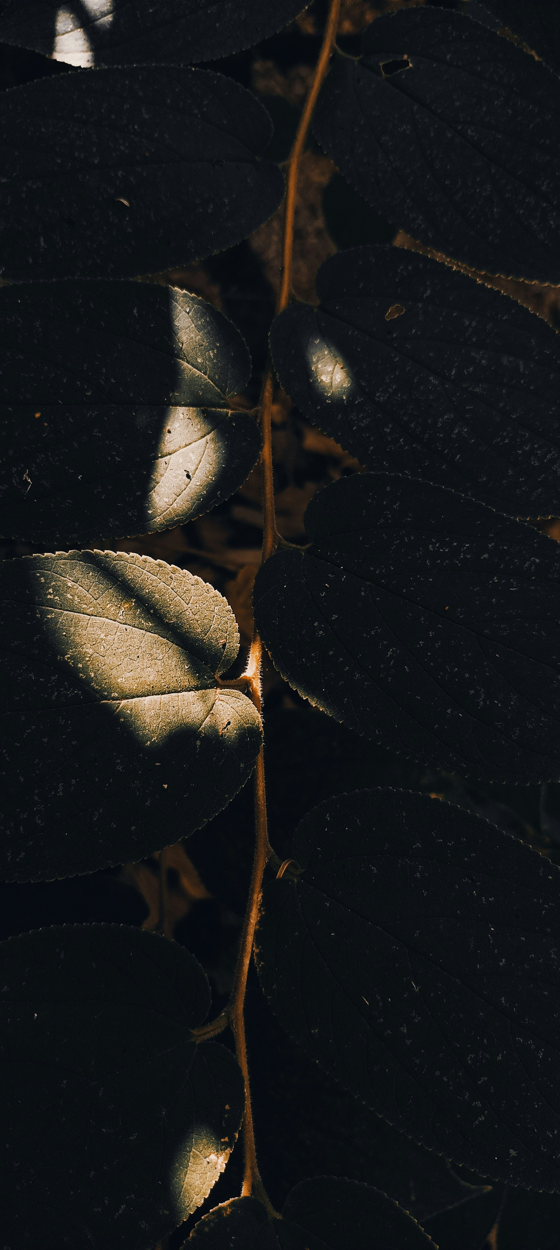 Photo by moonmaker195