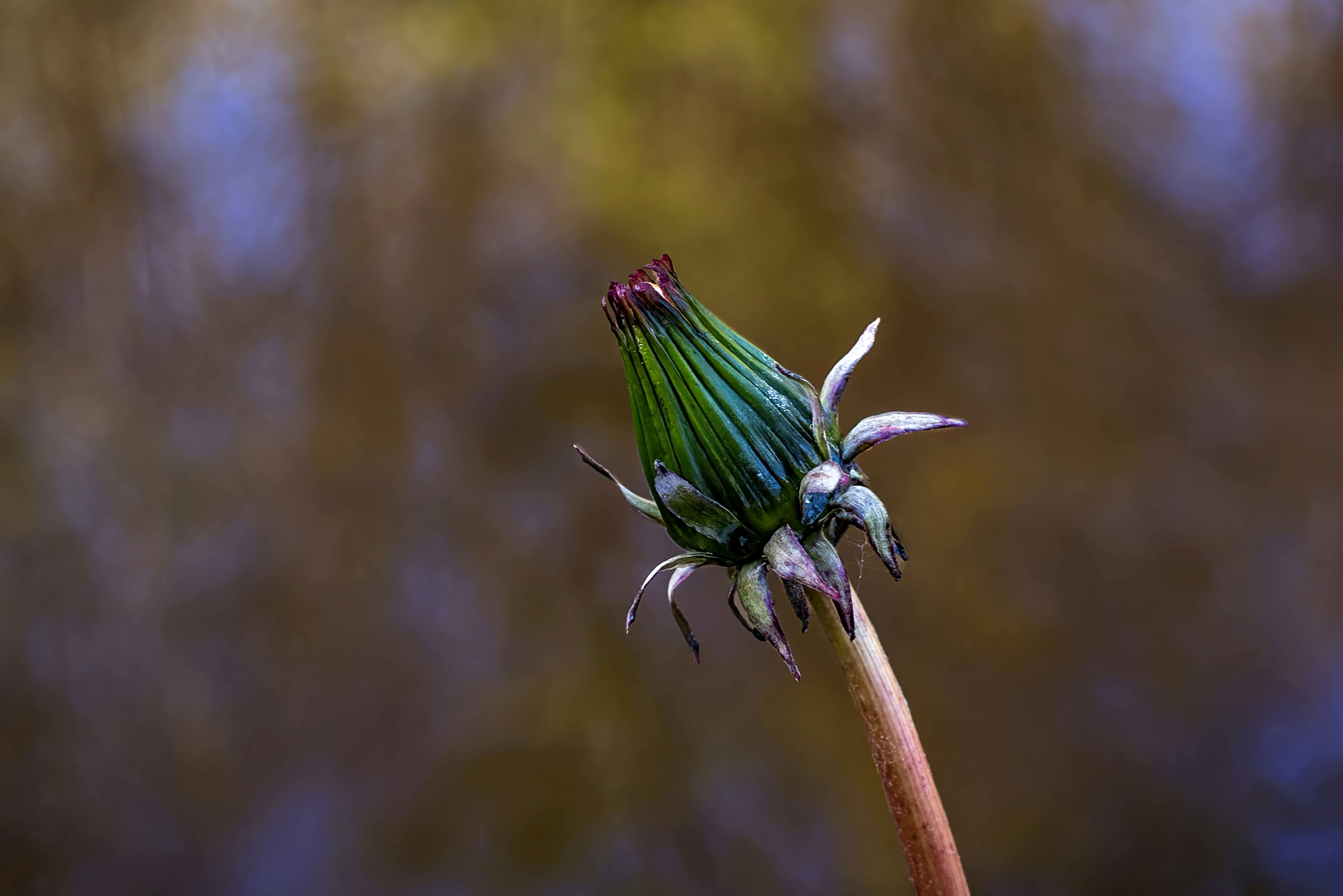 a close up of a flower with a blurry background