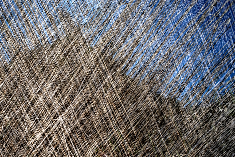 Ein blauer Himmel und etwas braunes Gras und Bäume