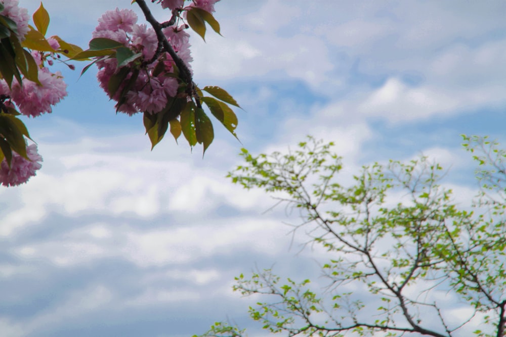 a tree branch with pink flowers in front of a cloudy sky
