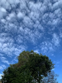A vibrant tree plantation event with community members planting saplings under a clear blue sky.