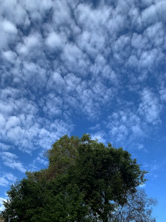 A vibrant tree plantation event with community members planting saplings under a clear sky.