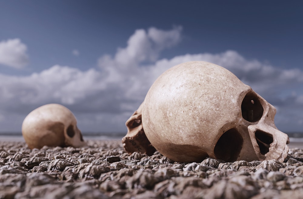 a couple of skulls sitting on top of a pile of rocks