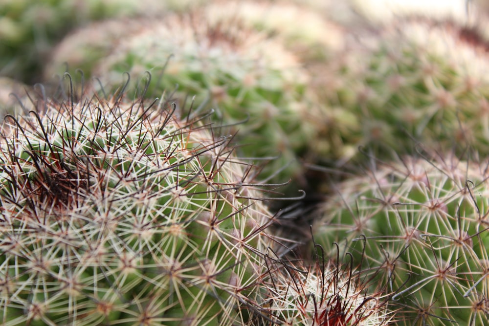 a close up of a bunch of cactus plants