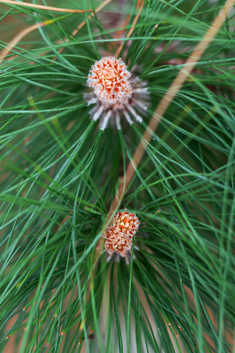 a close up of a pine tree with small orange flowers