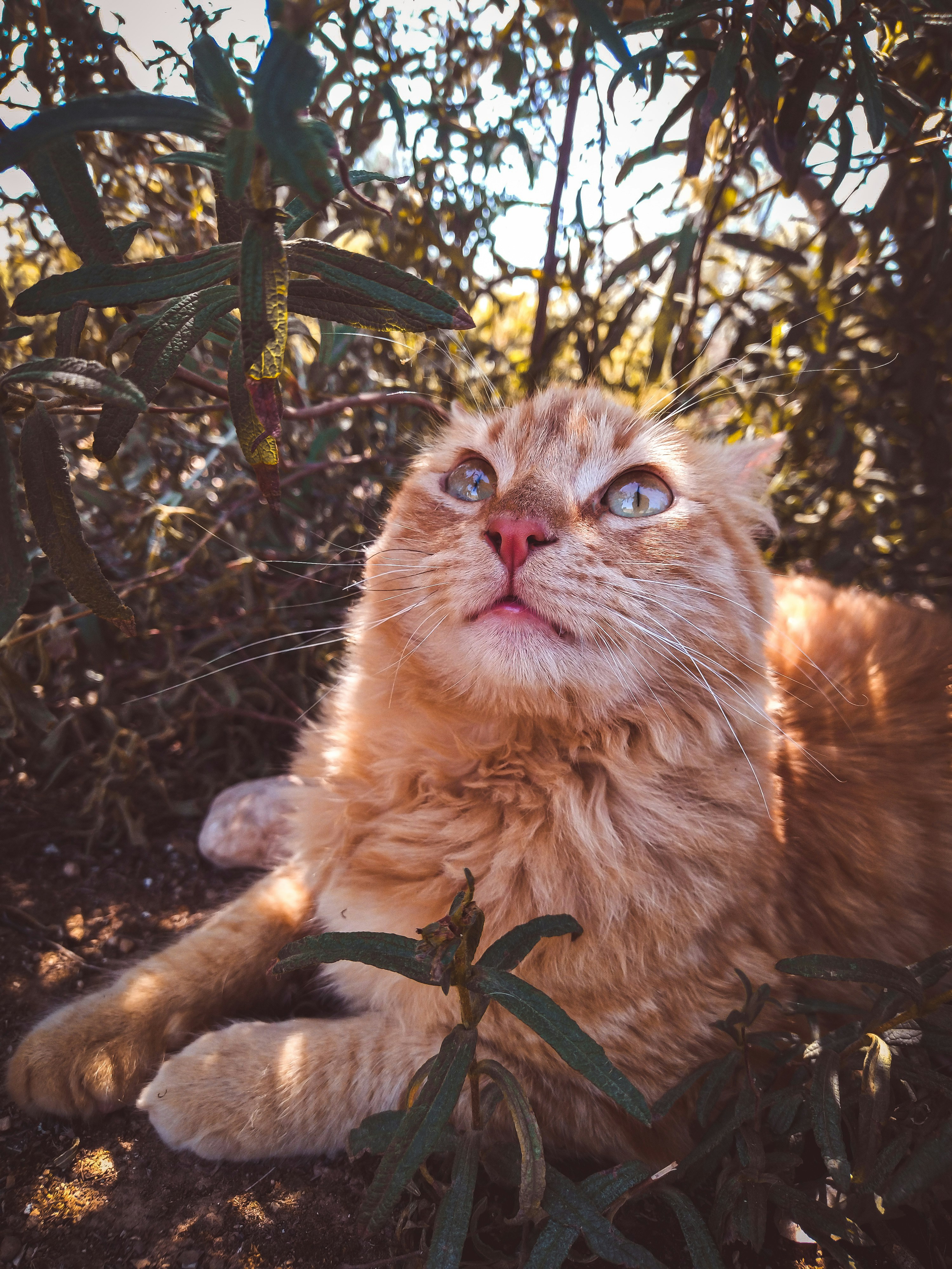 9 lives isn't enough to capture the amazing-ness of cats. You need high-quality, professionally photographed images to do that. Unsplash's collection of cat images capture the wonder of the kitty in high-definition, and you can use these images however you wish for free.