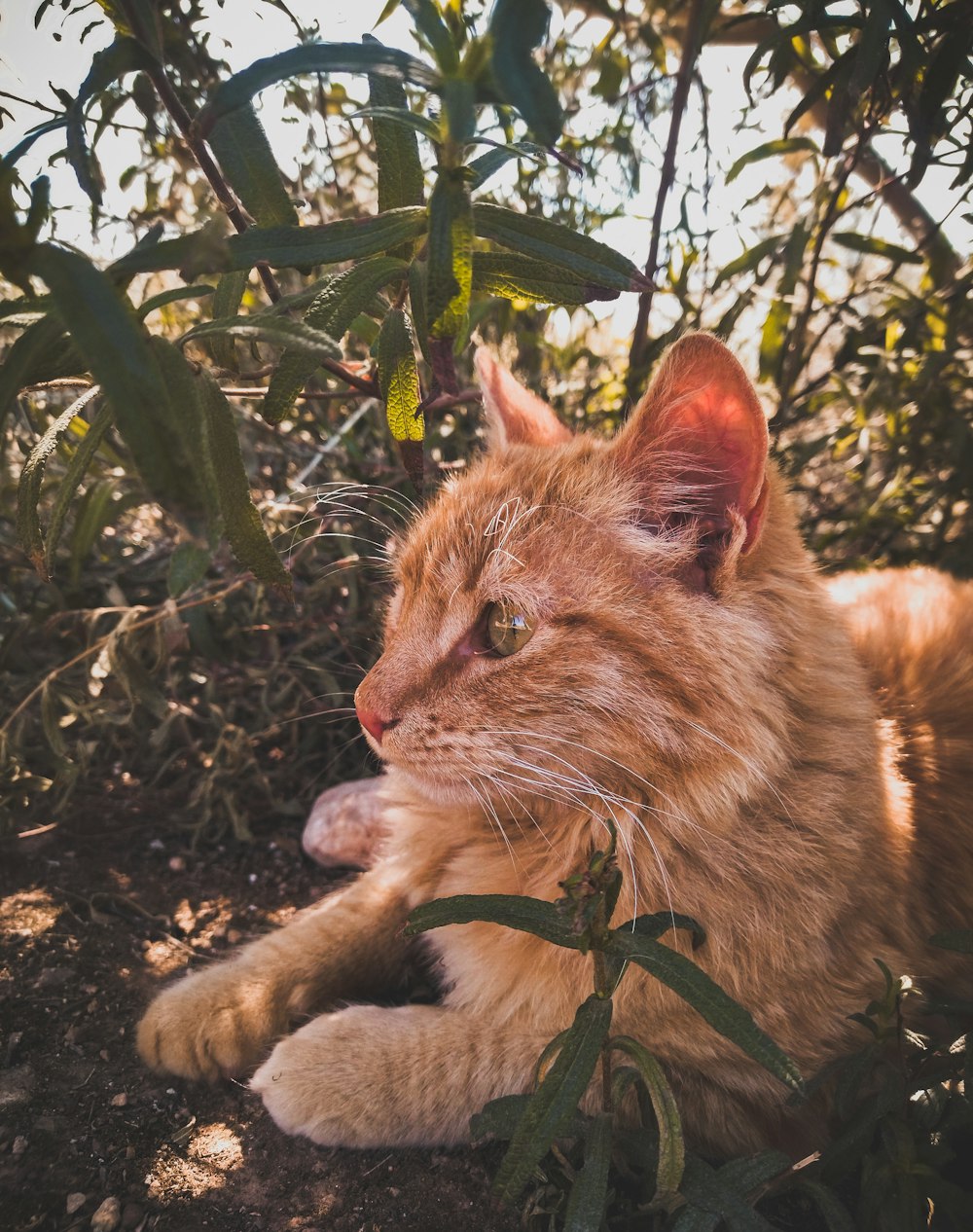 a close up of a cat laying on the ground