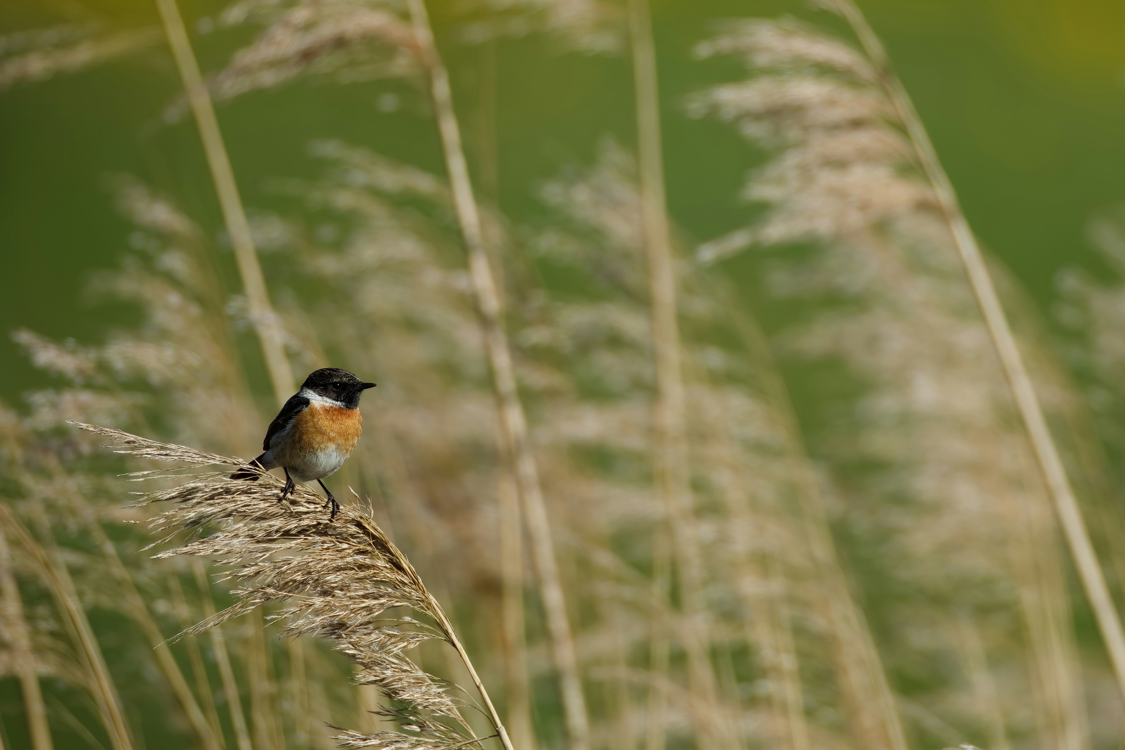 Photo by vincentvanzalinge