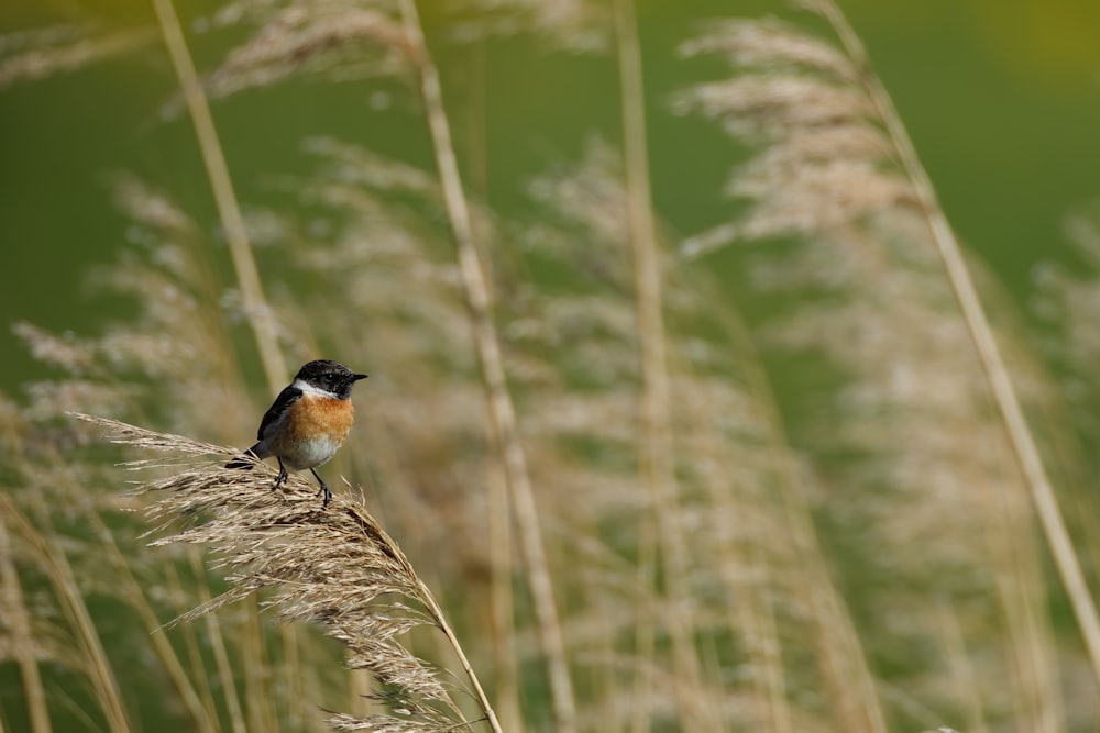 a small bird sitting on top of a tall grass