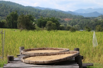 Two round woven baskets filled with grains are placed on a wooden platform in a lush green rice field. Rolling hills and distant mountains form the backdrop, with tall trees scattered throughout.