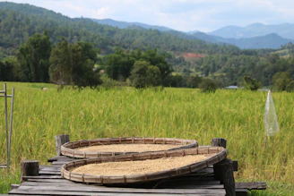 Rows of premium rice varieties displayed in traditional woven baskets.