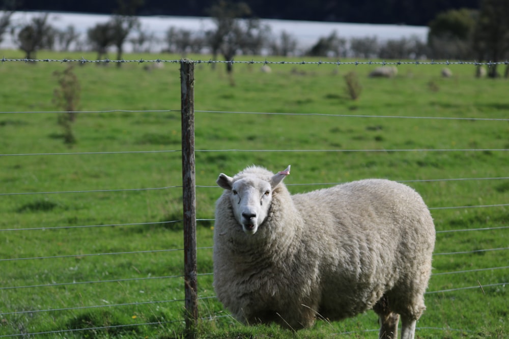 a sheep standing next to a wire fence