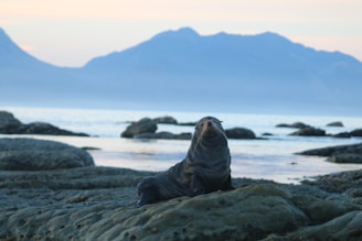 a seal on a rocky beach with mountains in the background