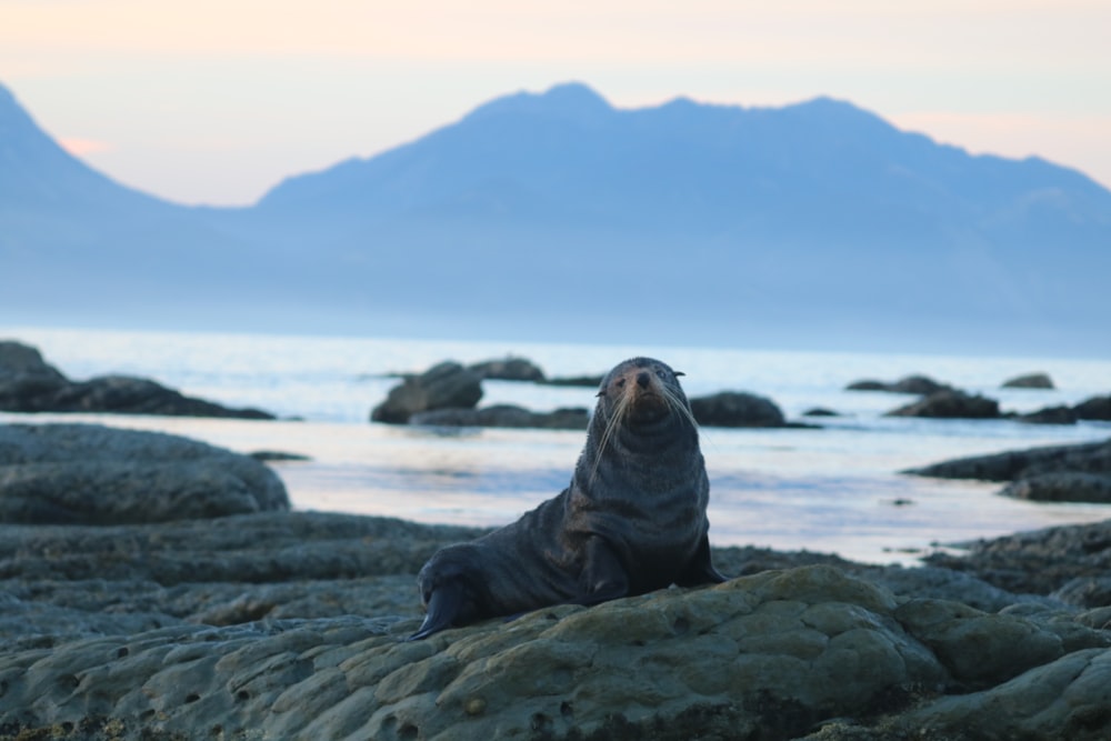 a seal on a rocky beach with mountains in the background
