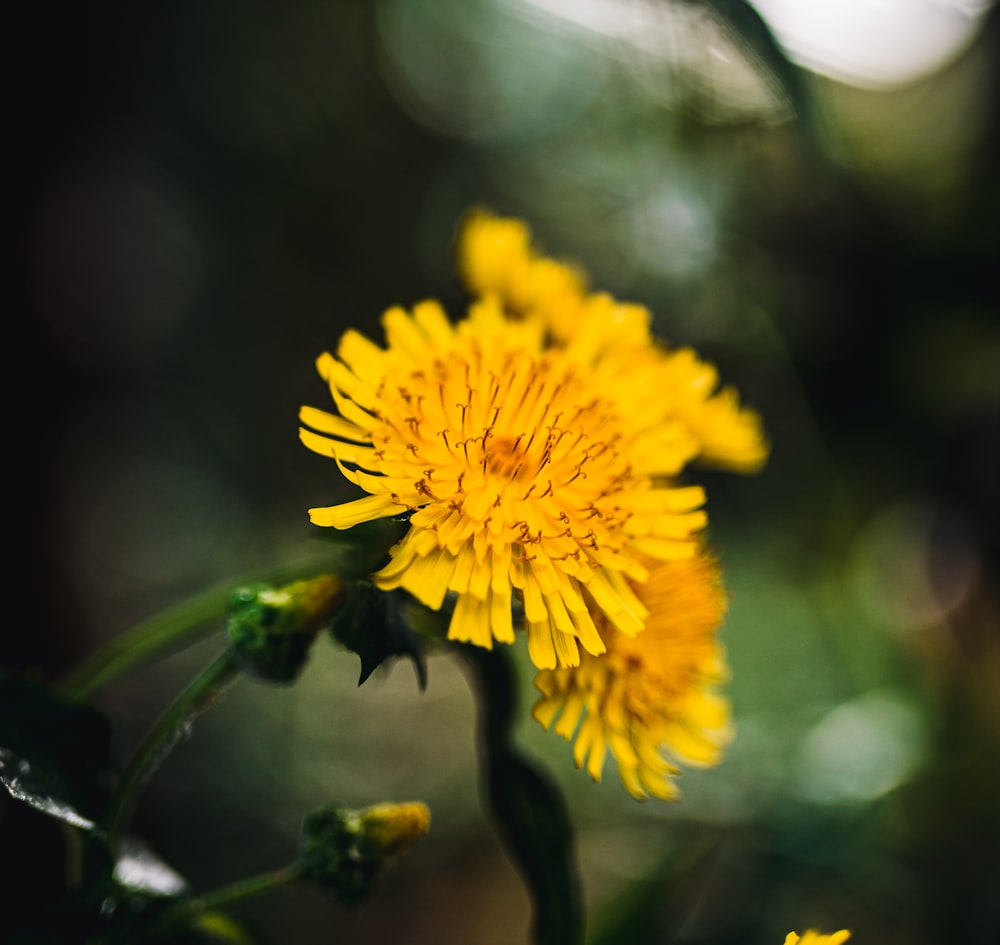 a close up of a dandelion flower with blurry background