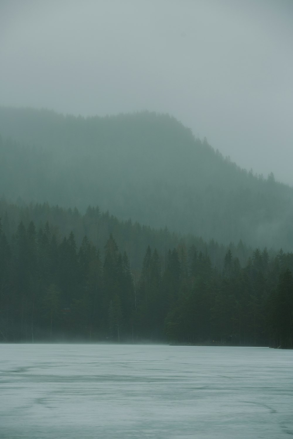 a body of water surrounded by a forest