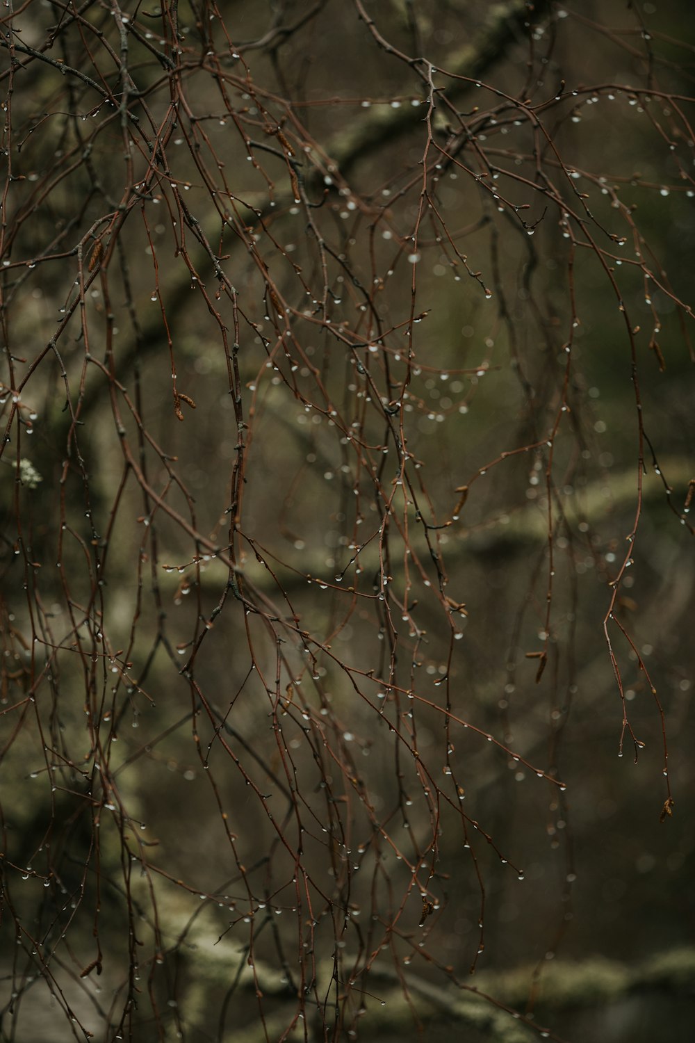 a bird is perched on a branch in the rain