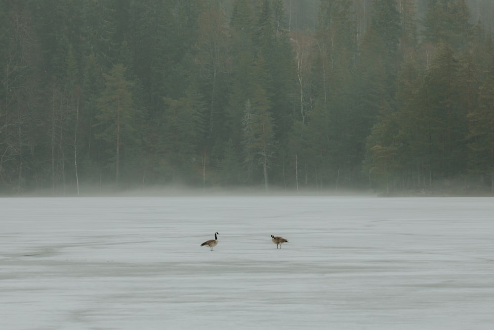 a couple of birds standing on top of a frozen lake