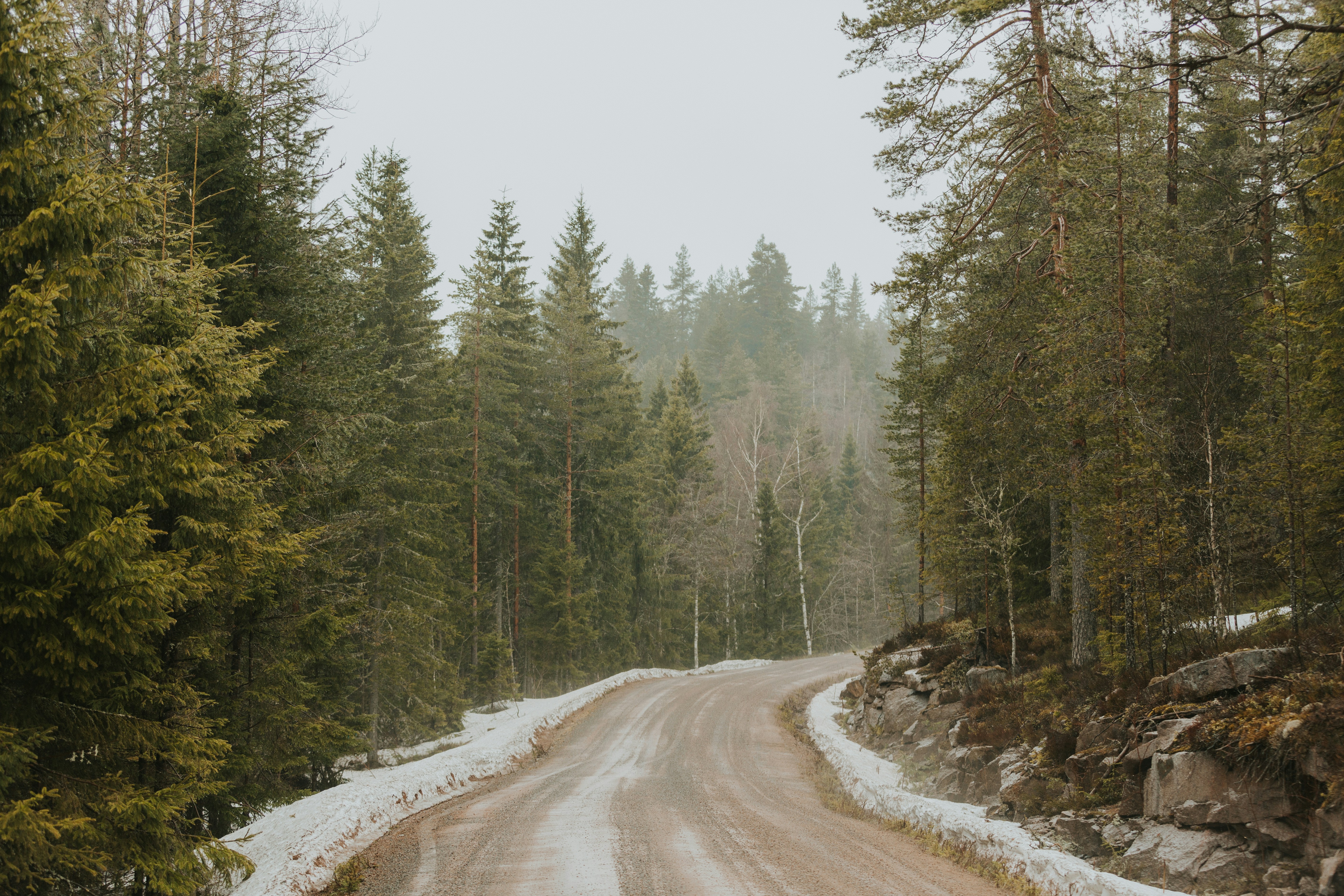 a dirt road in the middle of a forest