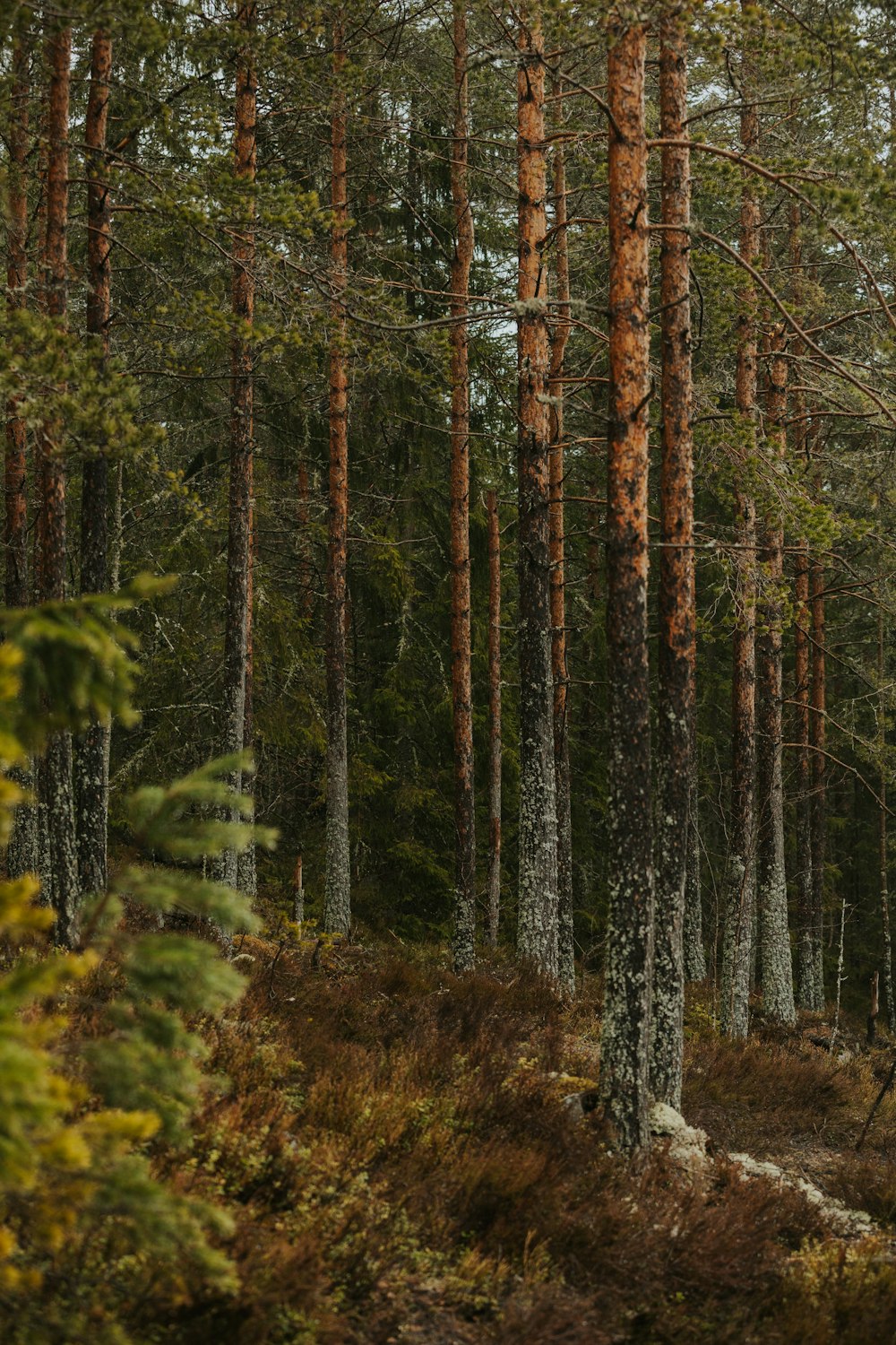 a forest filled with lots of tall trees