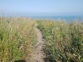 a path through tall grass leading to the ocean