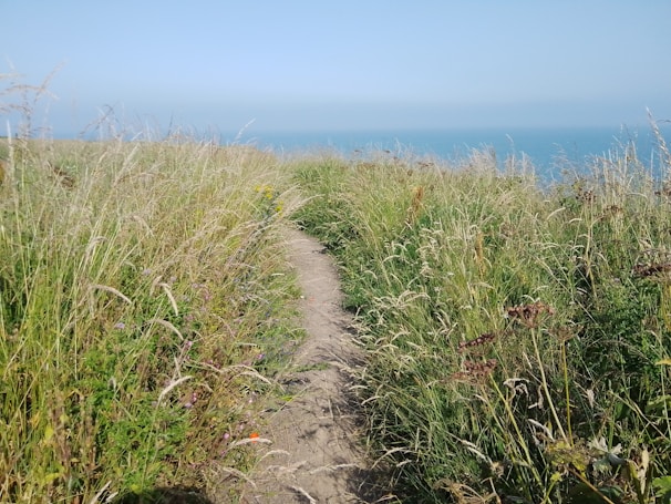 a path through tall grass leading to the ocean