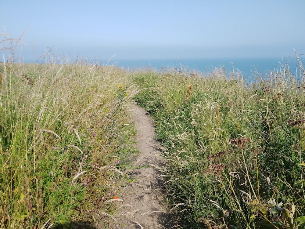 a path through tall grass leading to the ocean