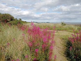 Wildflowers blooming along a walking path winding through the natural landscape near a Tidewater Stays property.