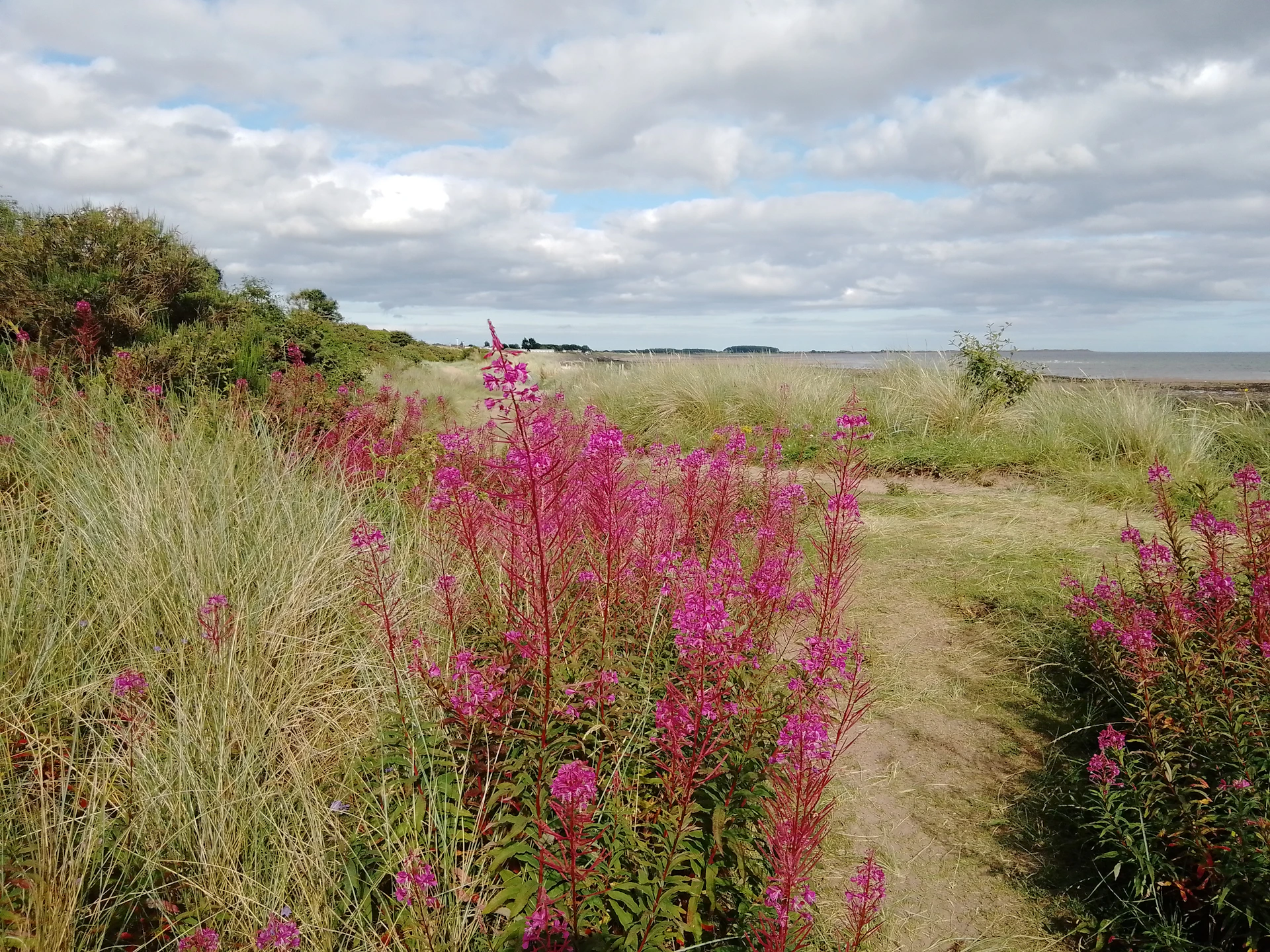 A close-up of wild beach roses blooming along a sandy path near the Cape Cod coastline at golden hour.