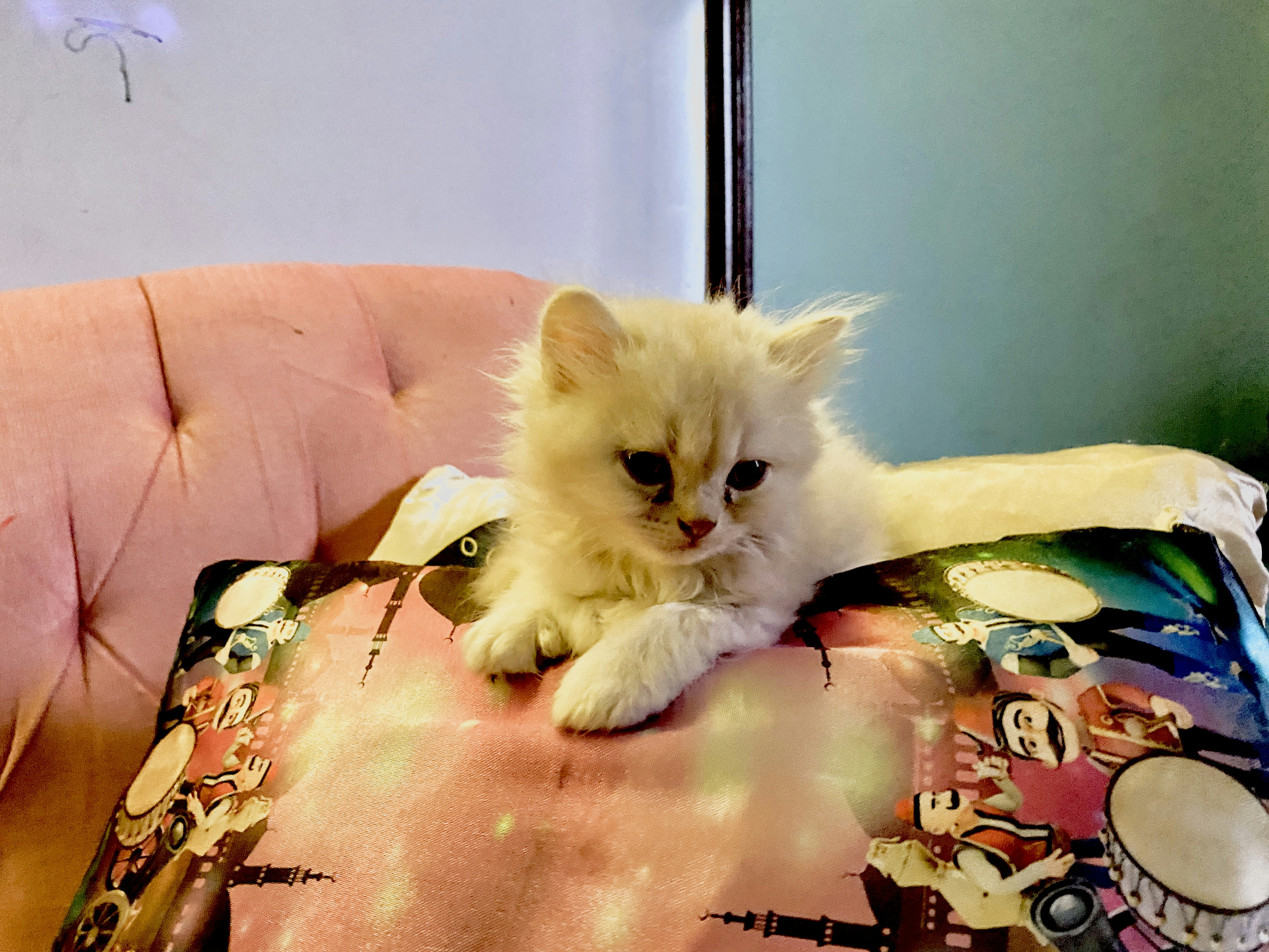 Camiseta Gatitos Mágicos