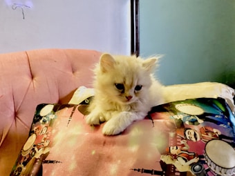 A fluffy kitten with a light cream coat is resting on a colorful pillow. The pillow features vibrant illustrations of people and drums, and the kitten is situated on a soft, plush, pink furniture piece.