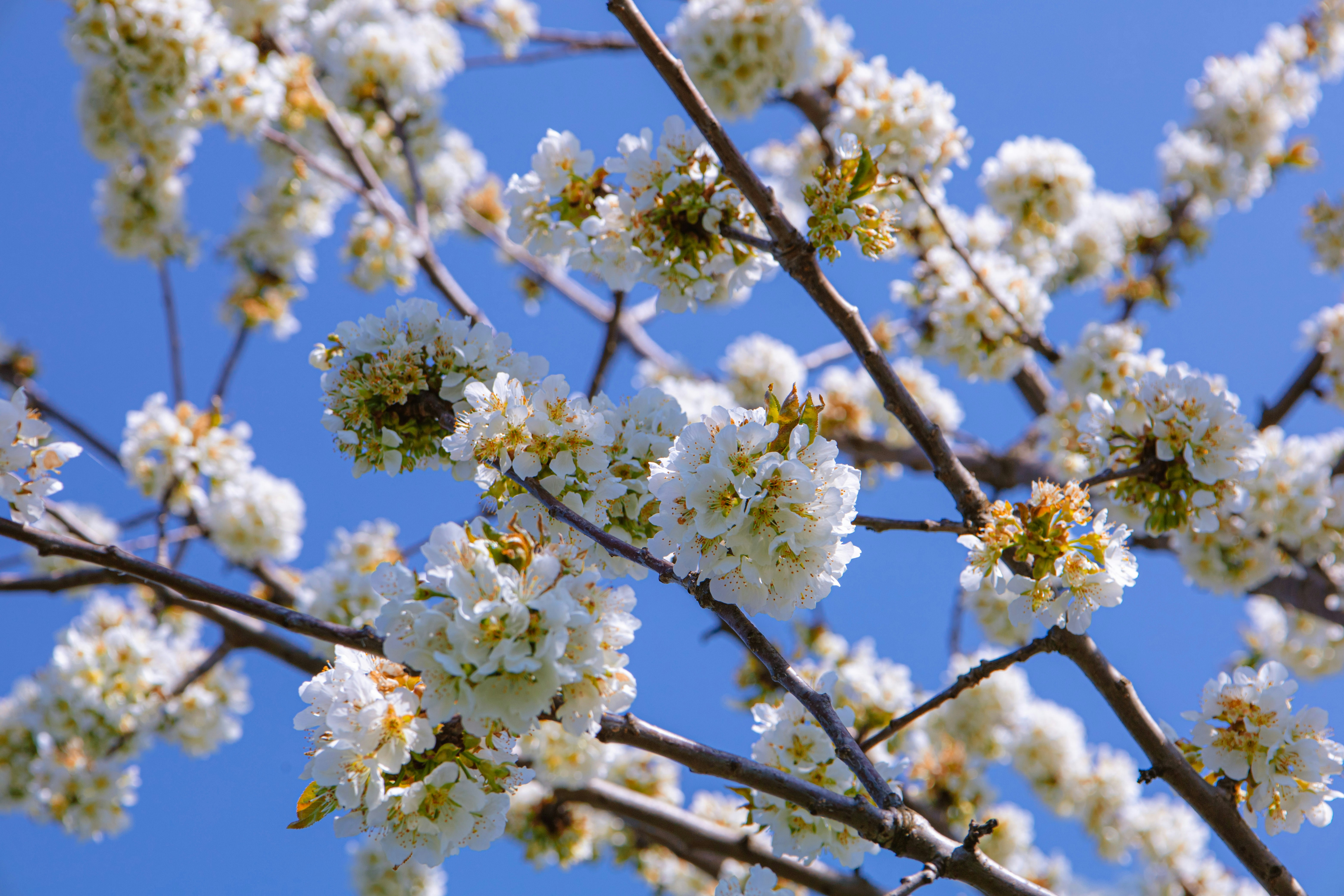 Foto zum Thema Ein Baum mit weißen Blüten in der Sonne Kostenloses Bild zu Blume auf Unsplash
