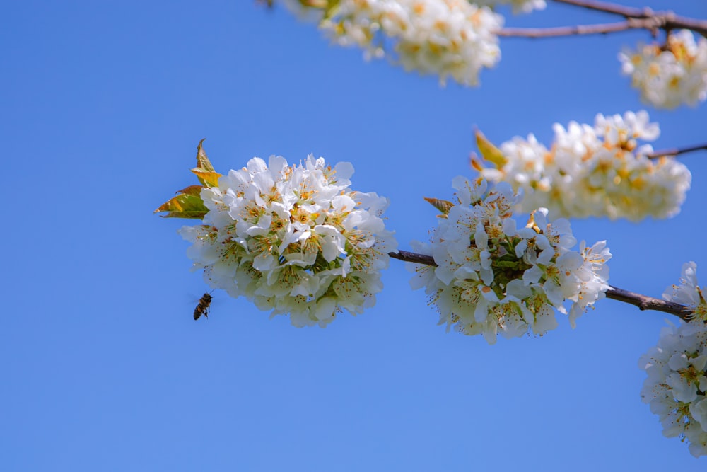 a bunch of white flowers on a tree branch