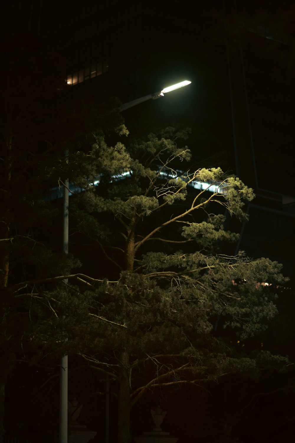 a street light shines above a tree at night