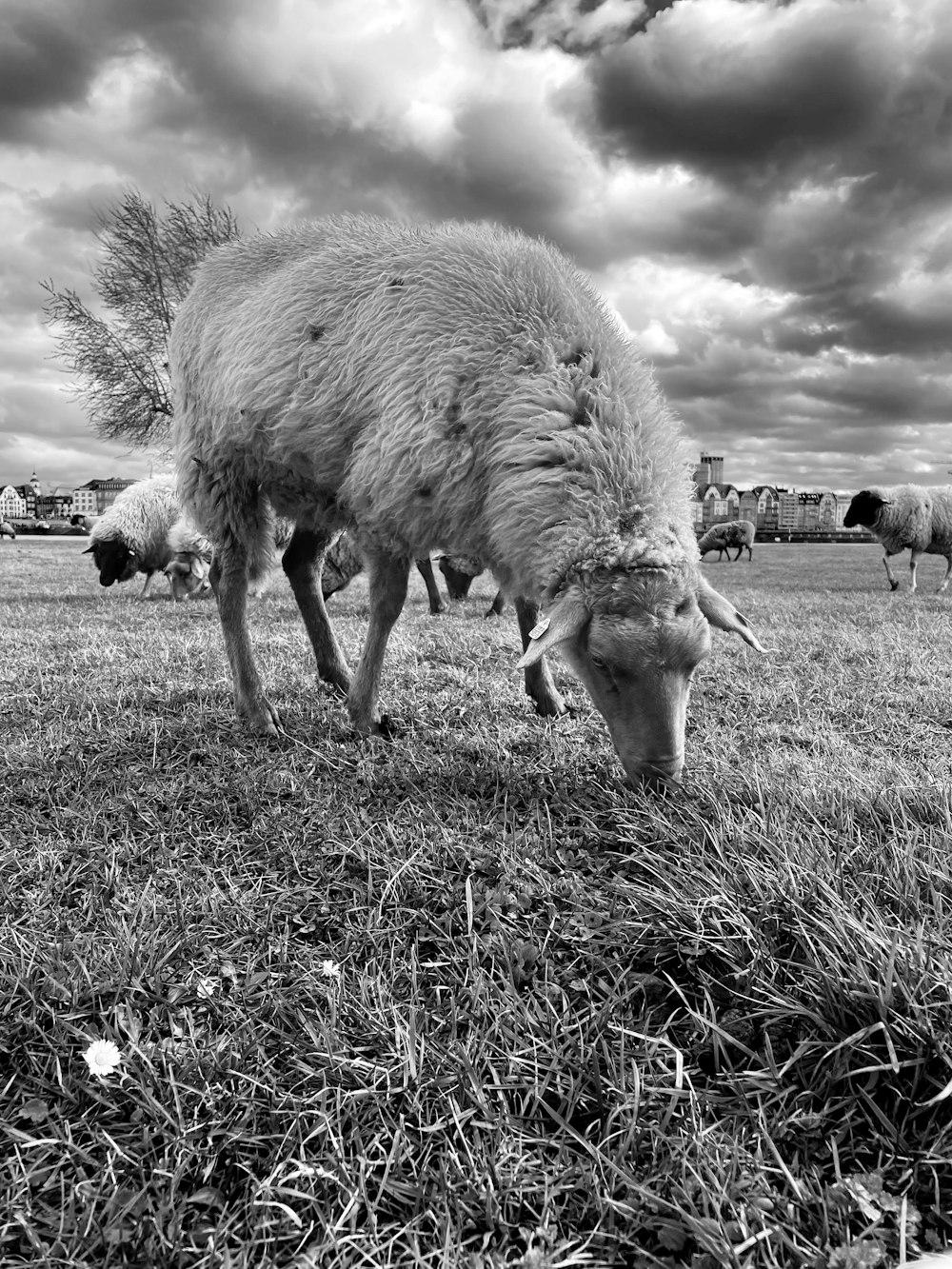 a black and white photo of sheep grazing in a field