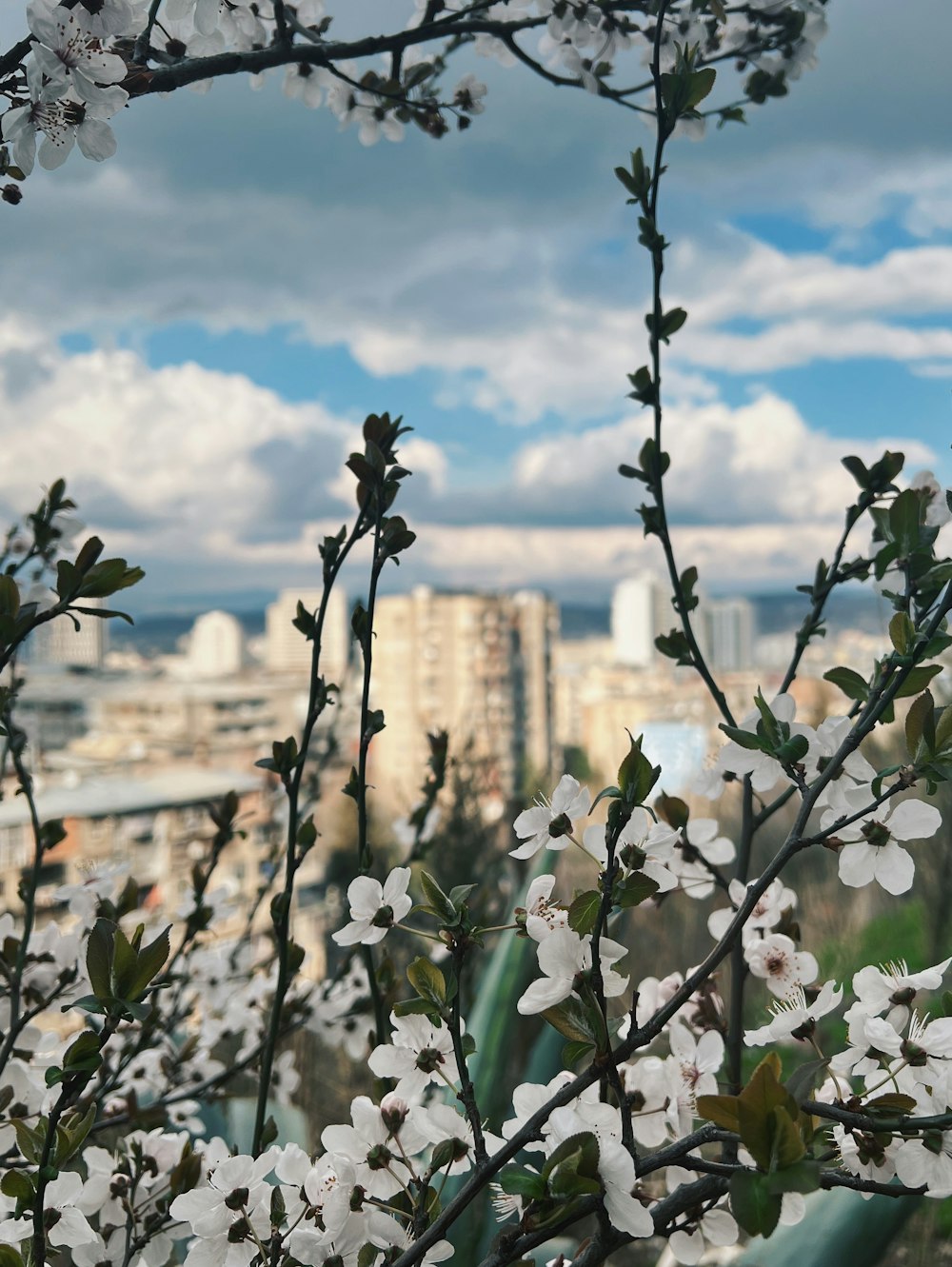 a tree with white flowers in front of a city