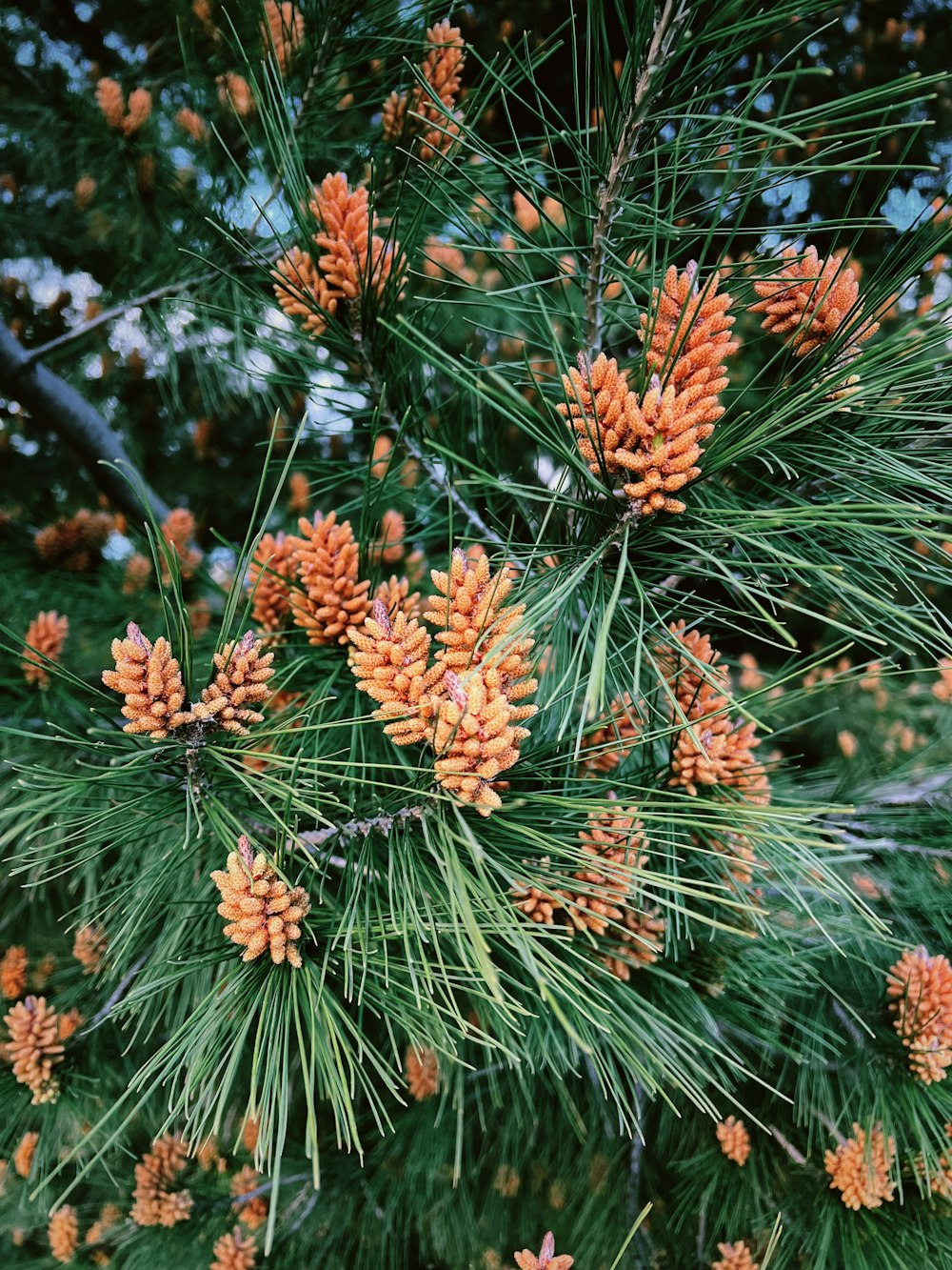 a close up of pine cones on a tree